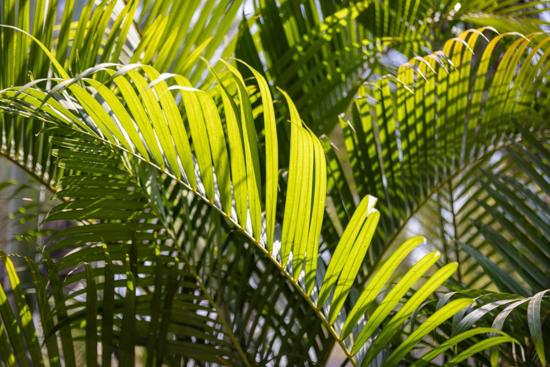 Kampot Cabana Exteriör bild